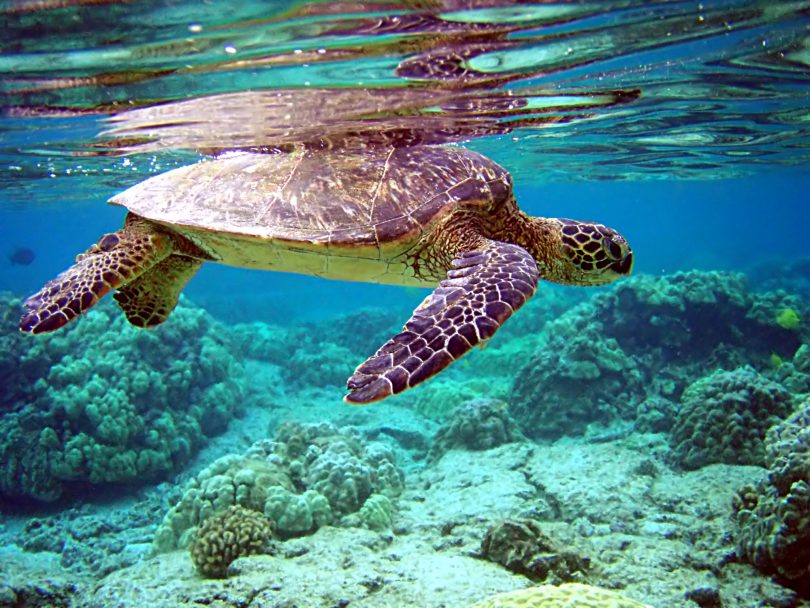 Rüyada Deniz Kaplumbağası Görmek