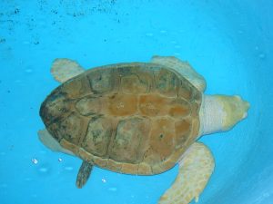 Rüyada Deniz Kaplumbağası Görmek