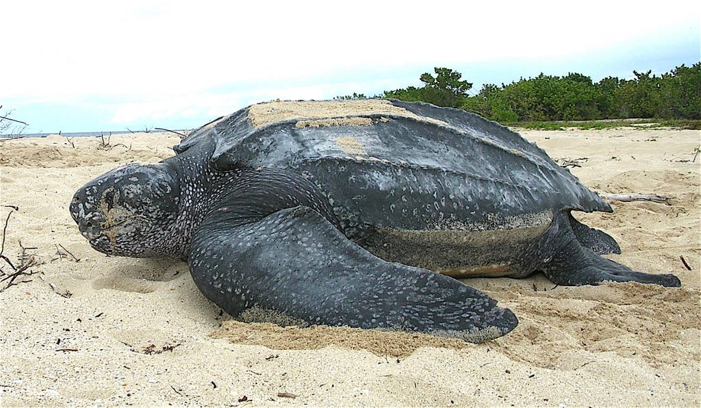 Rüyada Deniz Kaplumbağası Görmek - Rüya Meali