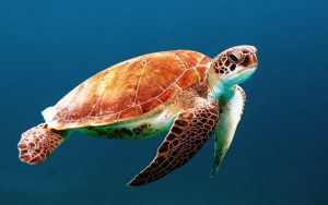 Rüyada Denizde Kaplumbağa Görmek