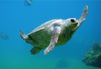 Rüyada Denizde Kaplumbağa Görmek