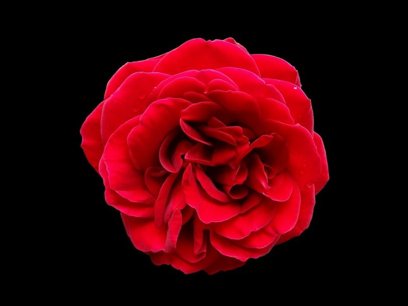 Rüyada Kırmızı Çiçek Görmek - Rüya Meali
