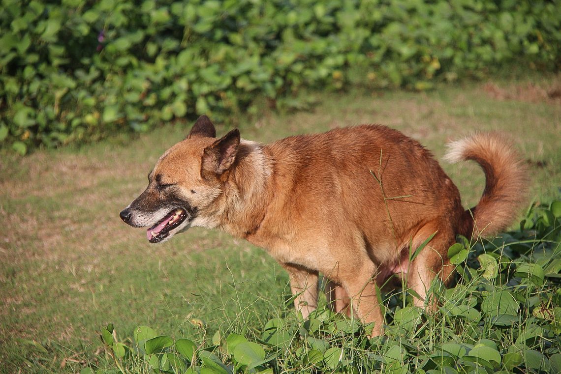 Rüyada Kahverengi Köpek Görmek - Rüya Meali